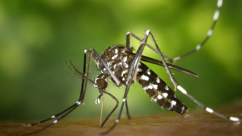 Dengue: The Dilemma and the Drama