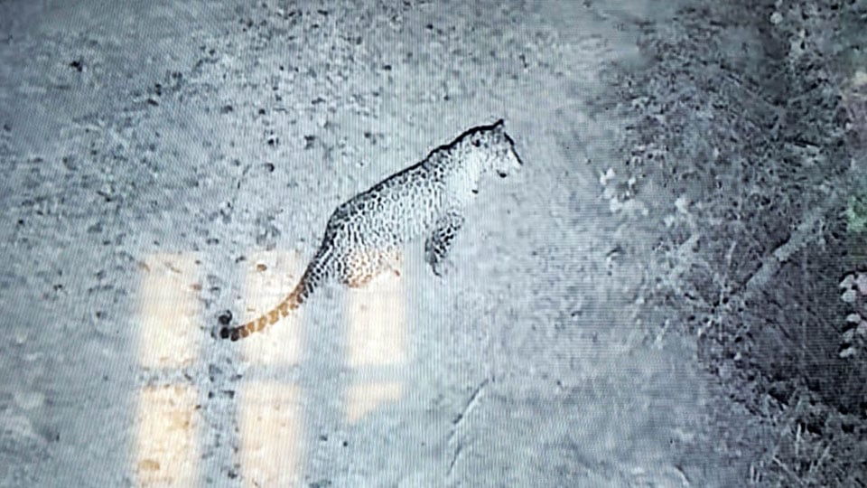 Leopard spotted in Nanjangud