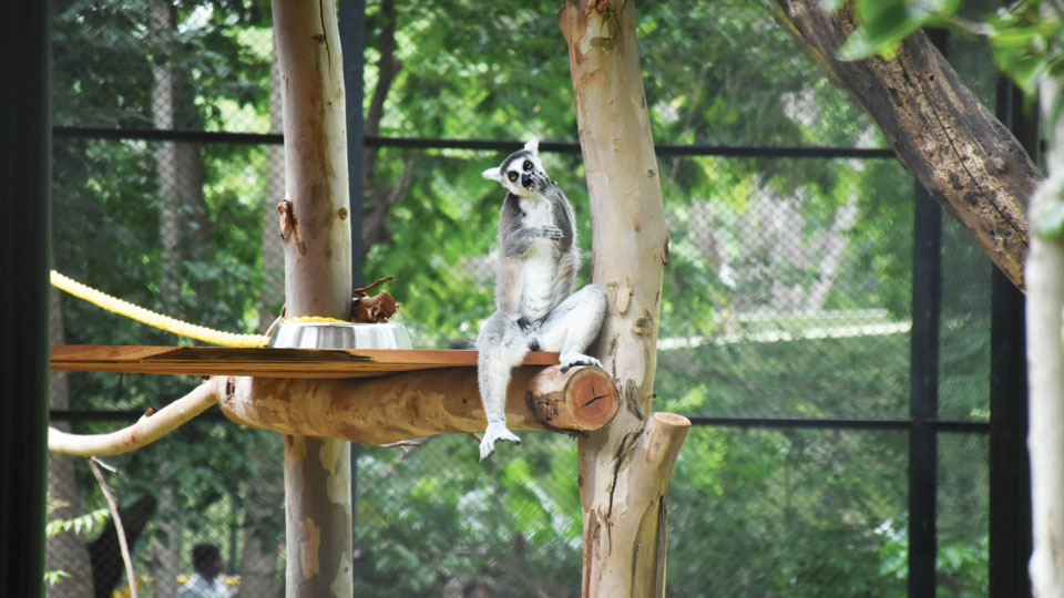 Ring-Tailed Lemurs get new enclosure