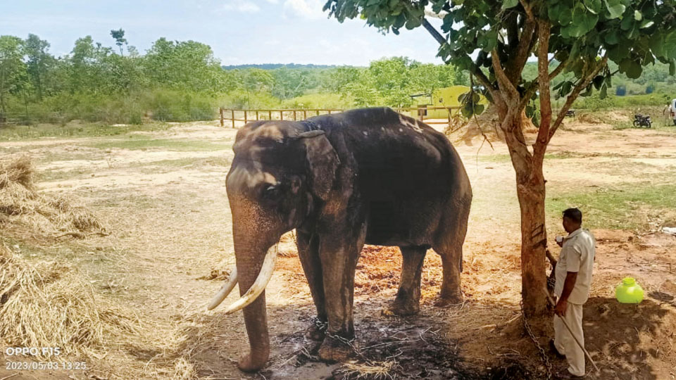 Former Howdah Elephant Balarama falls sick
