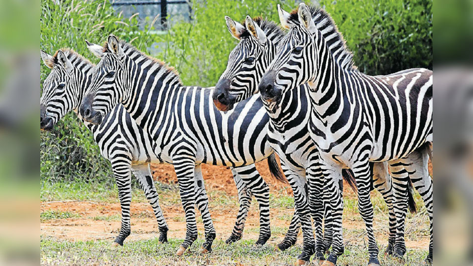 Mysore Zoo to get four Zebras from Israel