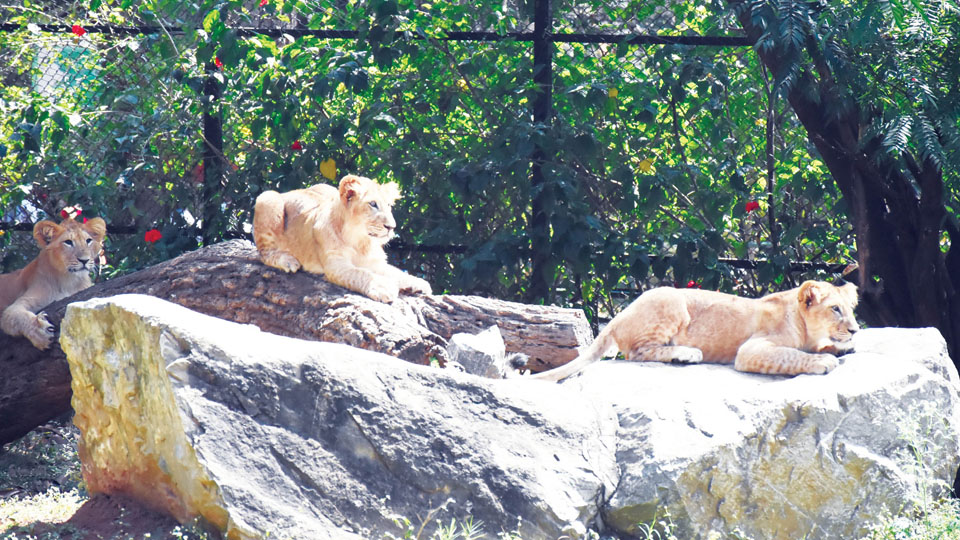 Lion cubs, Nirbhaya star attractions at Mysuru Zoo