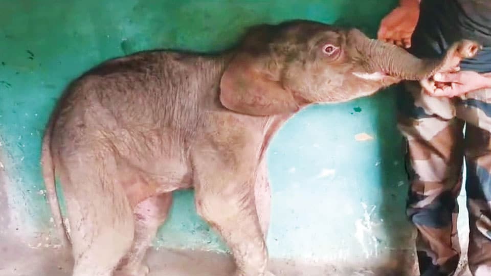 Wild elephant gives birth to calf near house