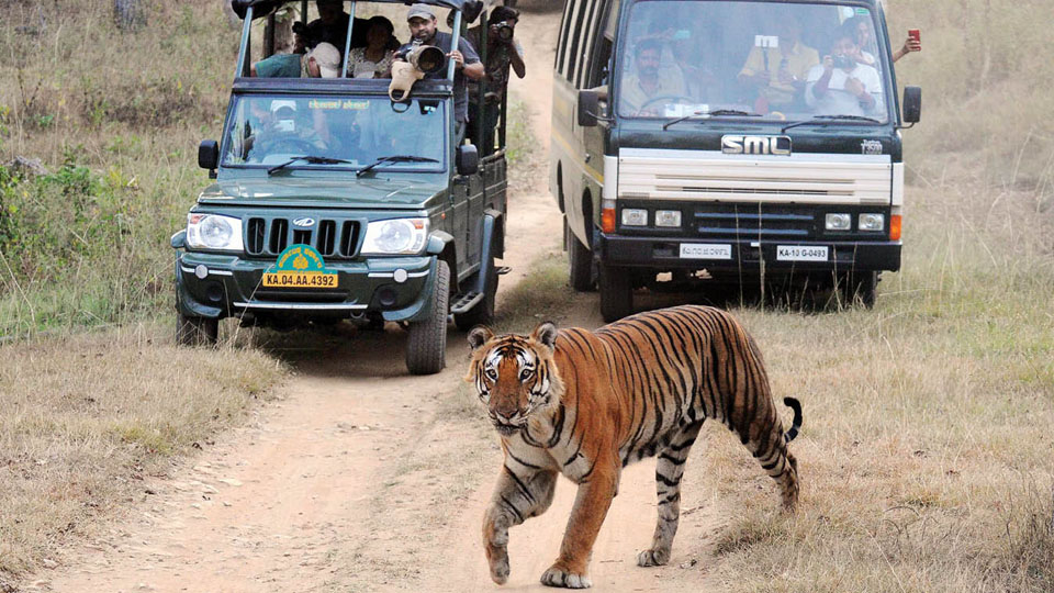 Ahead of PM’s visit, Safari at Bandipur stopped for now