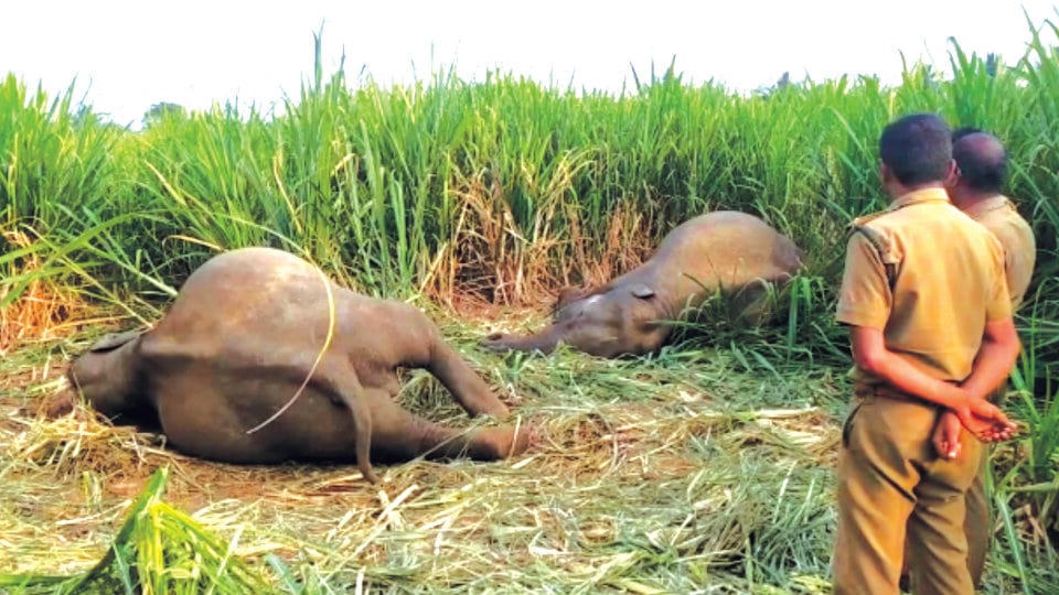 Illegal electric fence kills two wild elephants in border village