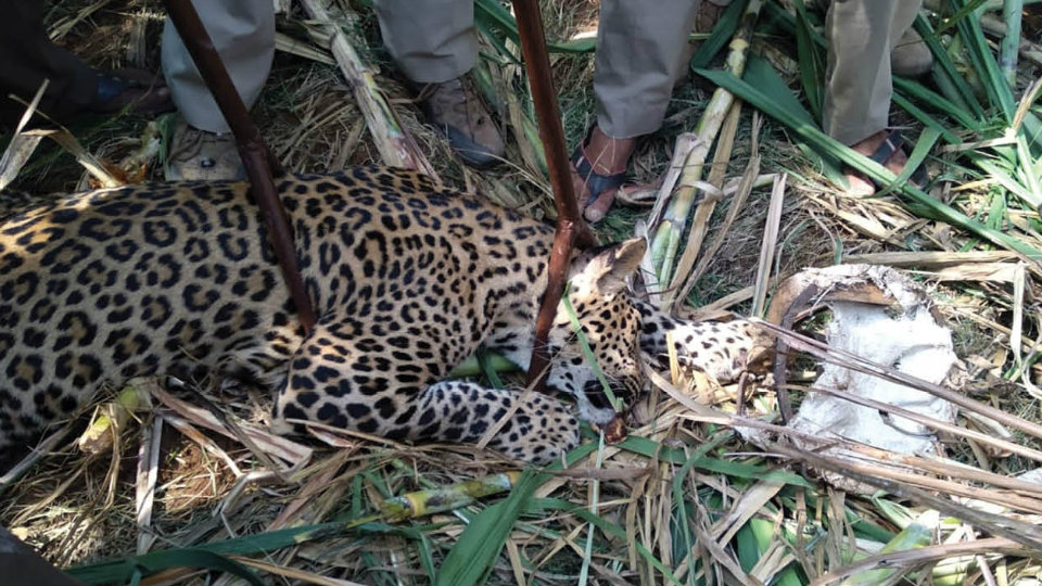 Leopardess caught in jaw trap laid by poachers rescued