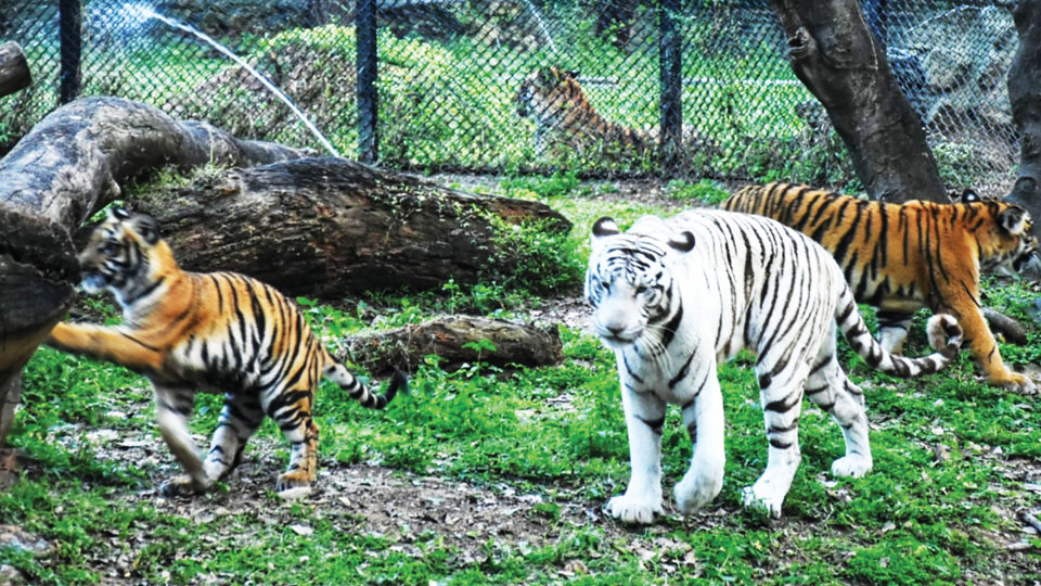 White tigress, three cubs main attractions at Mysuru Zoo now