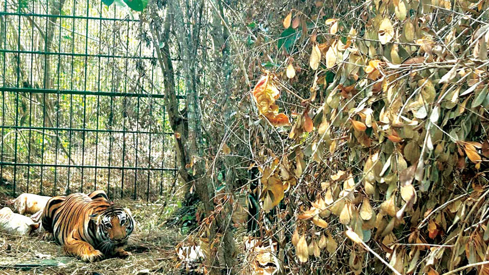 Tiger trapped near Saragur