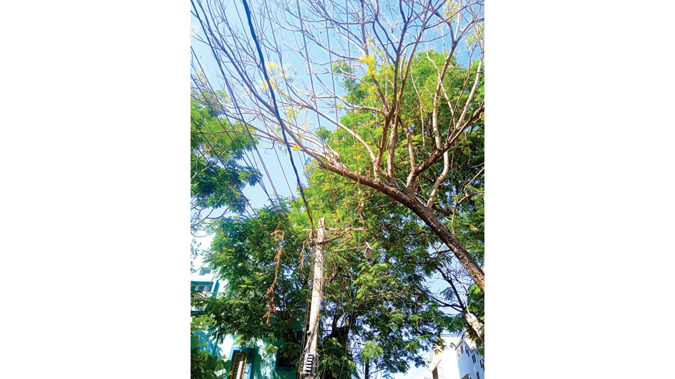 Dangerous tree branches at Ramakrishnanagar E&F Block